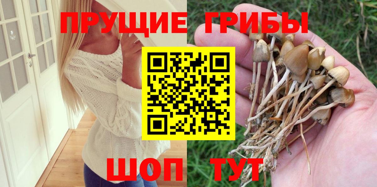 Галлюциногенные грибы Psilocybe Артём