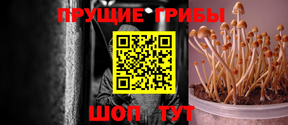 Артём  Псилоцибиновые грибы Psilocybine cubensis  Вход с VPN 